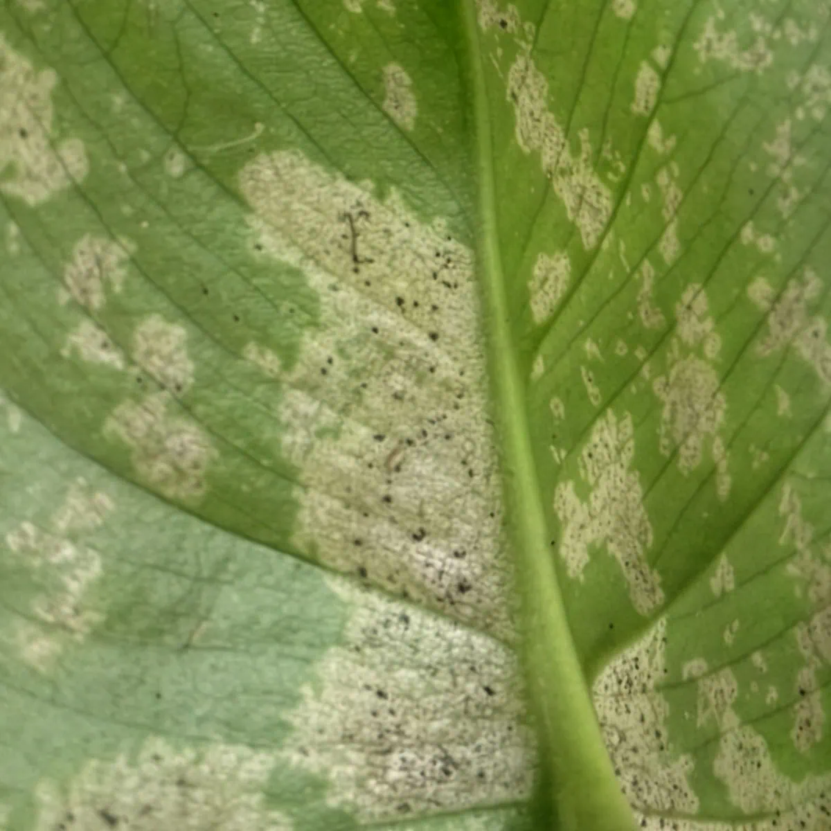 Slender thrips insects near irregular yellow spots on monstera leaves showing silvery damage.