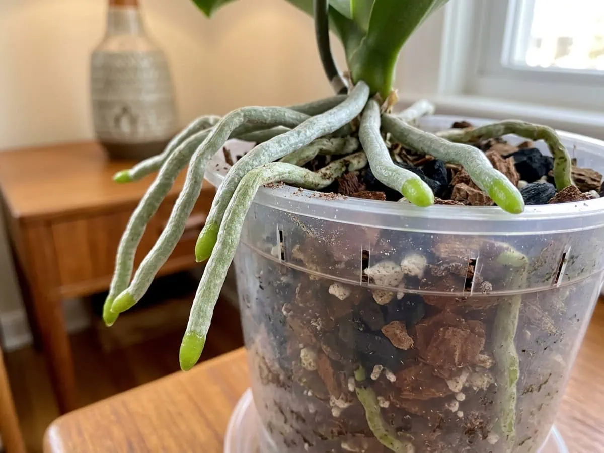Close-up of thick silver-green aerial roots rambling over a moth orchid pot rim, with blunt green velamen-sheathed tips.