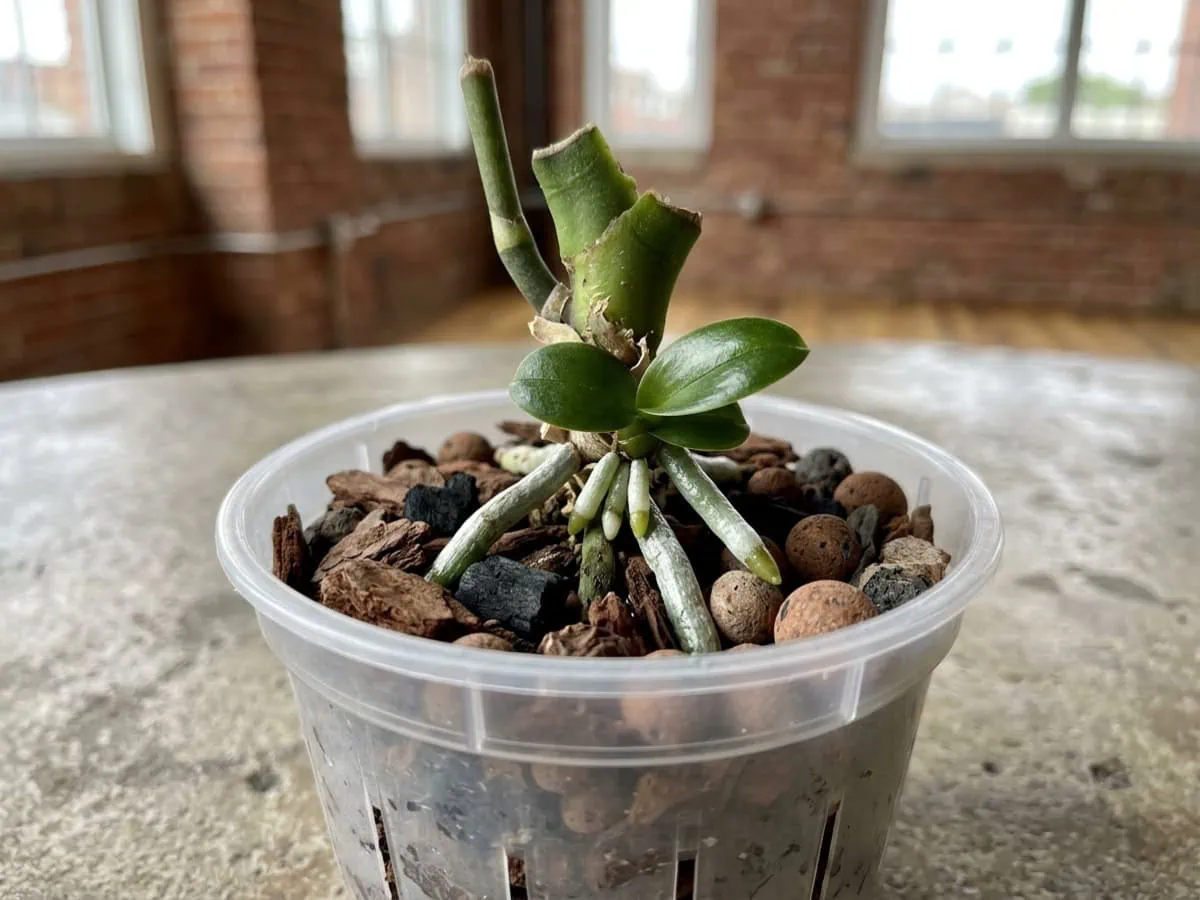 Close-up of a basal keiki plantlet on a Phalaenopsis moth orchid recovering after a lost growing point, roots still firm.