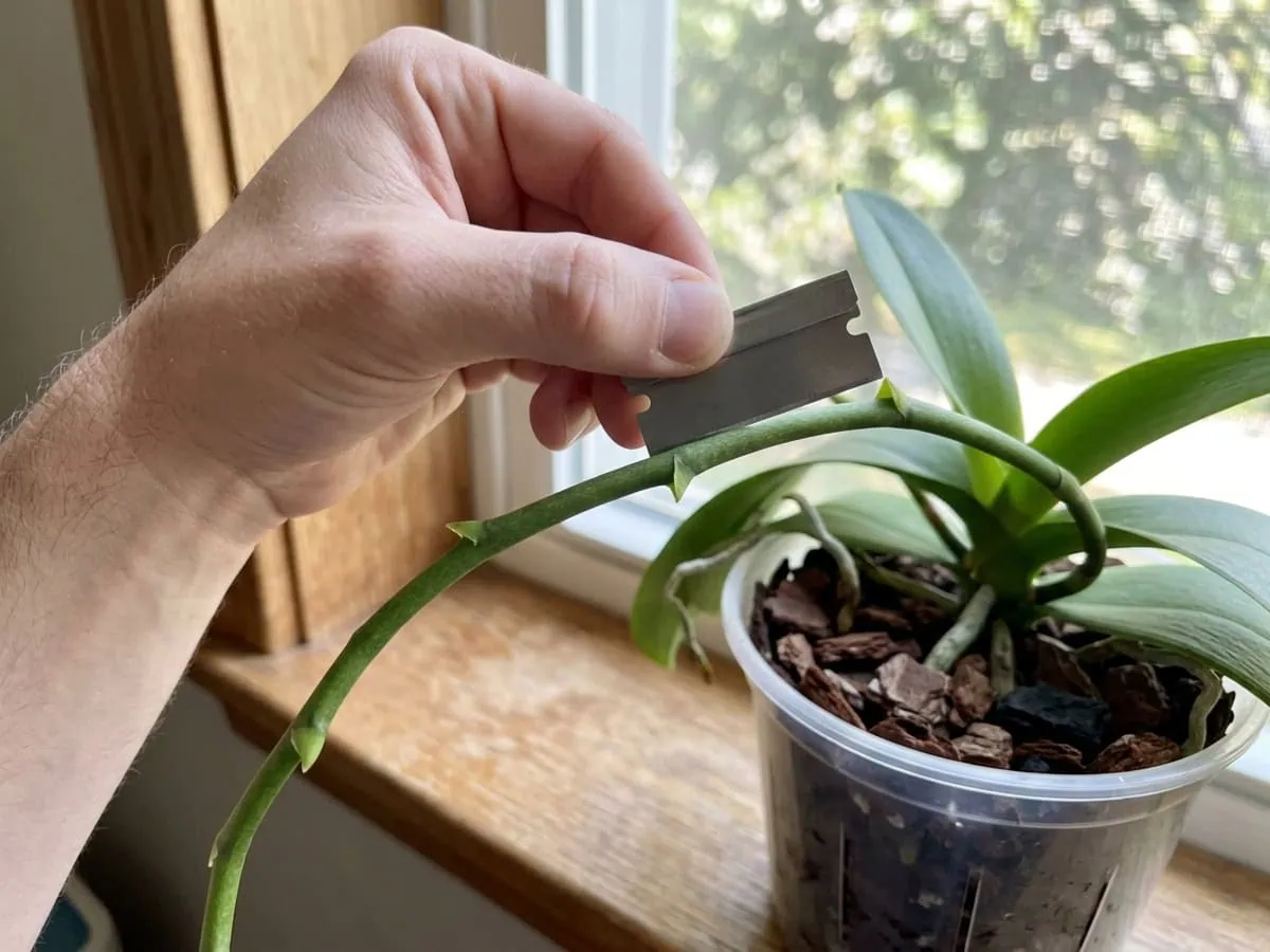 Close-up of a sterilized blade poised above the second node of a spent moth orchid spike, where to cut for a rebloom.