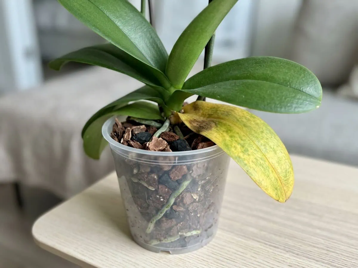 Close-up of a single yellowing lower leaf on a firm, deep-green moth orchid, showing normal leaf senescence.