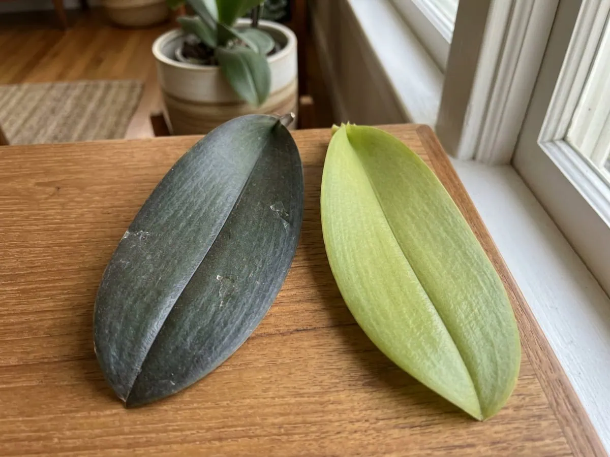 Close-up comparison of two moth orchid leaves — one dark blackish-green from low light, one healthy light yellow-green.