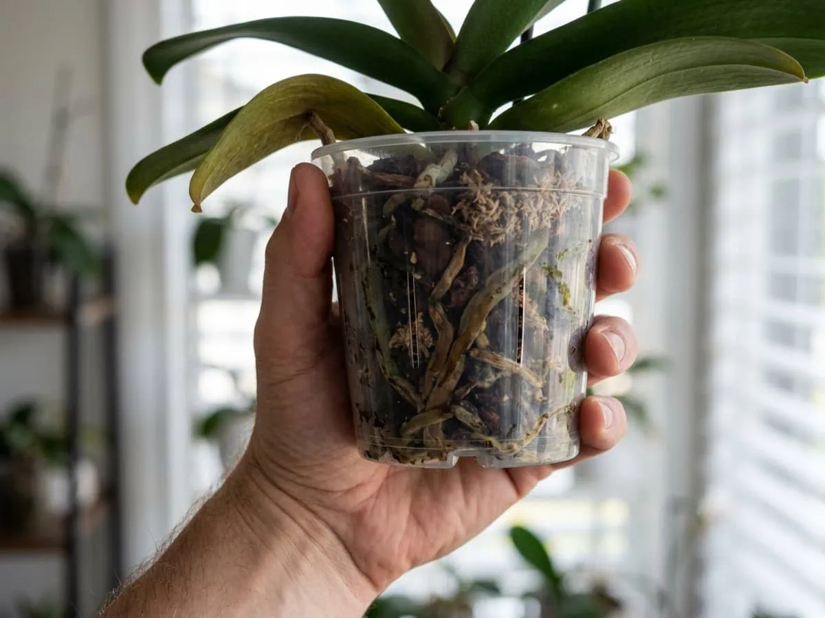 Close-up of a clear orchid pot held to the light to read the bark medium and silver-green velamen roots for hidden pests.