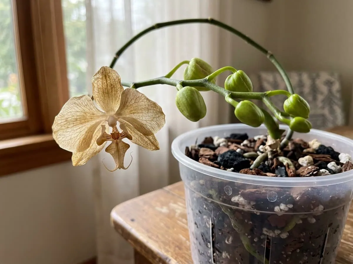 Close-up of bud blast versus natural fade — a moth orchid's oldest base flower thins papery while upper buds stay green.