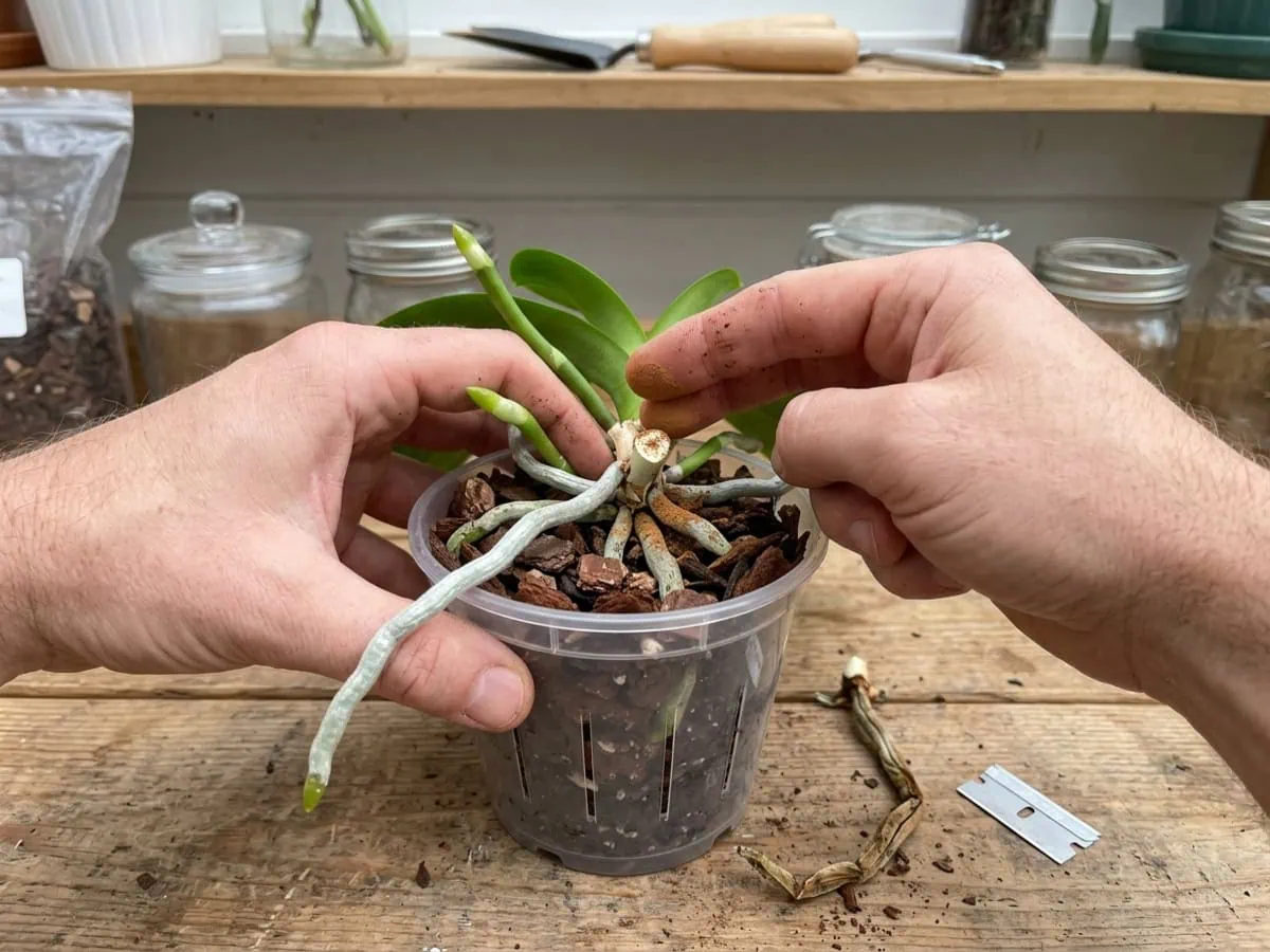 Dust cinnamon on the moth orchid's cut stub after removing one dead root, keeping every healthy silver root.
