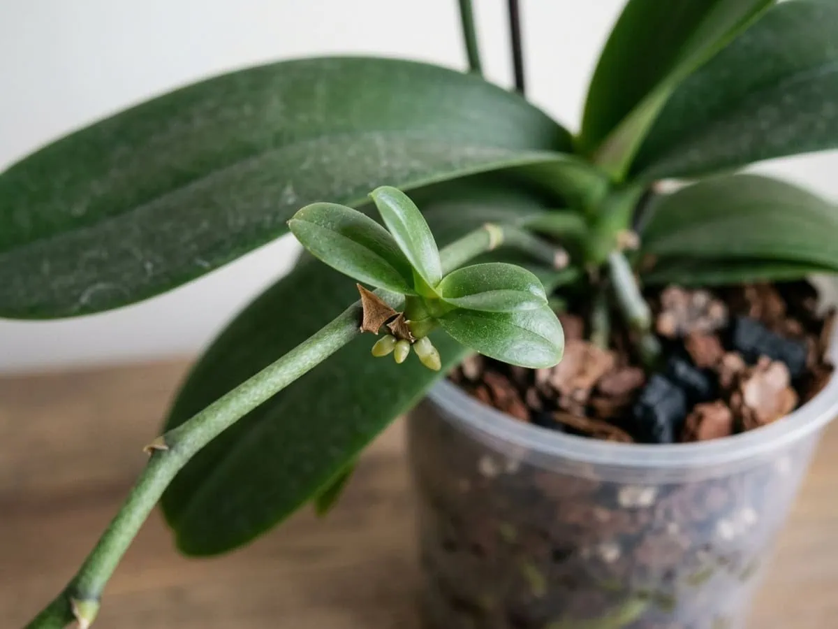 Macro view of a rootless Phalaenopsis keiki on the mother's flower-spike node, with two baby leaves and pale root nubs.
