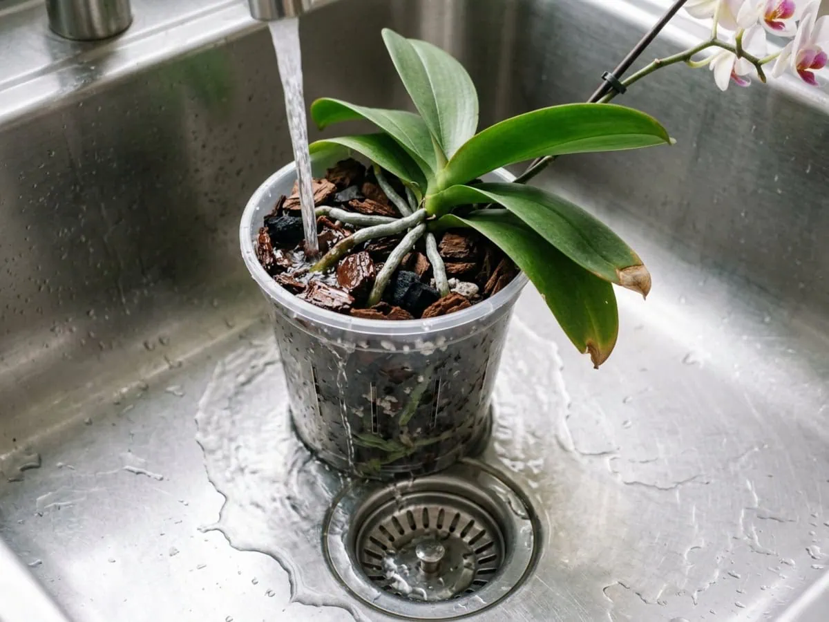 Macro view of how often to water a moth orchid in a bark mix — a thorough soak draining through the clear pot in the sink.
