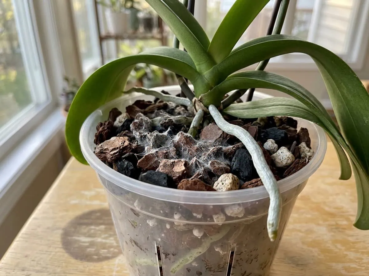 Close-up of harmless white mold on fresh bark in a clear moth orchid pot — a surface saprophyte, not a leaf spot to remove.