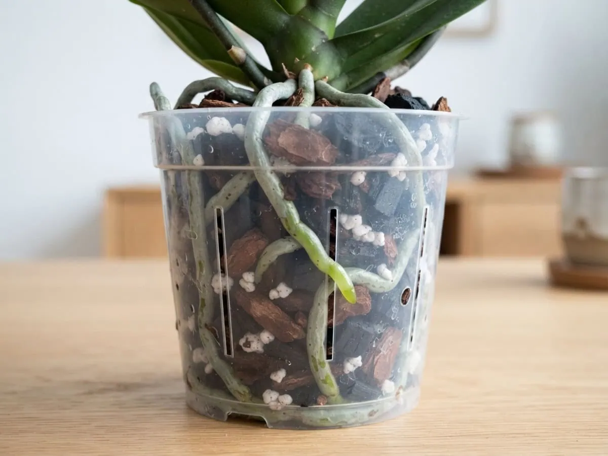 Close-up of silvery velamen moth orchid roots breathing through chunky fir bark instead of dense potting soil.