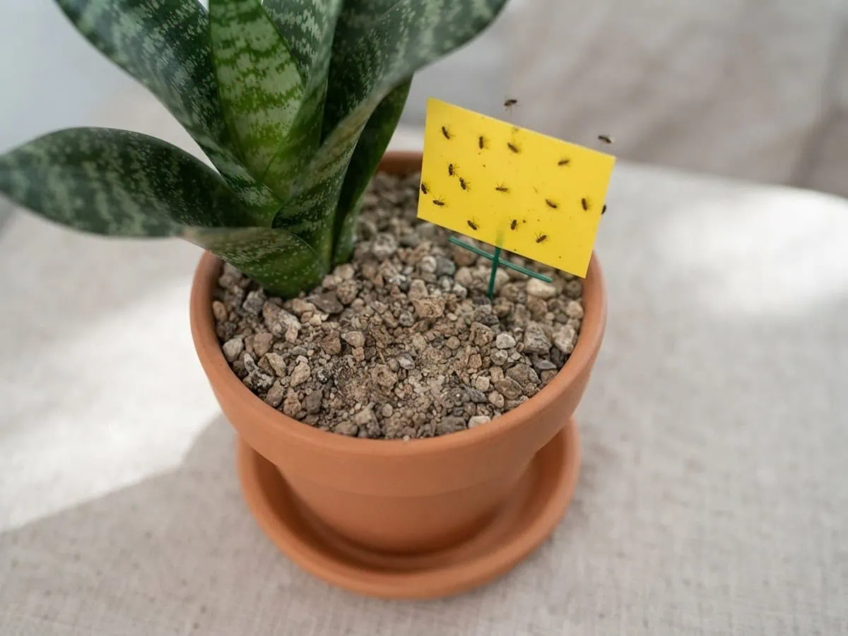 Macro view of a yellow sticky card at the soil line trapping fungus gnats above a snake plant's dry gritty mix.