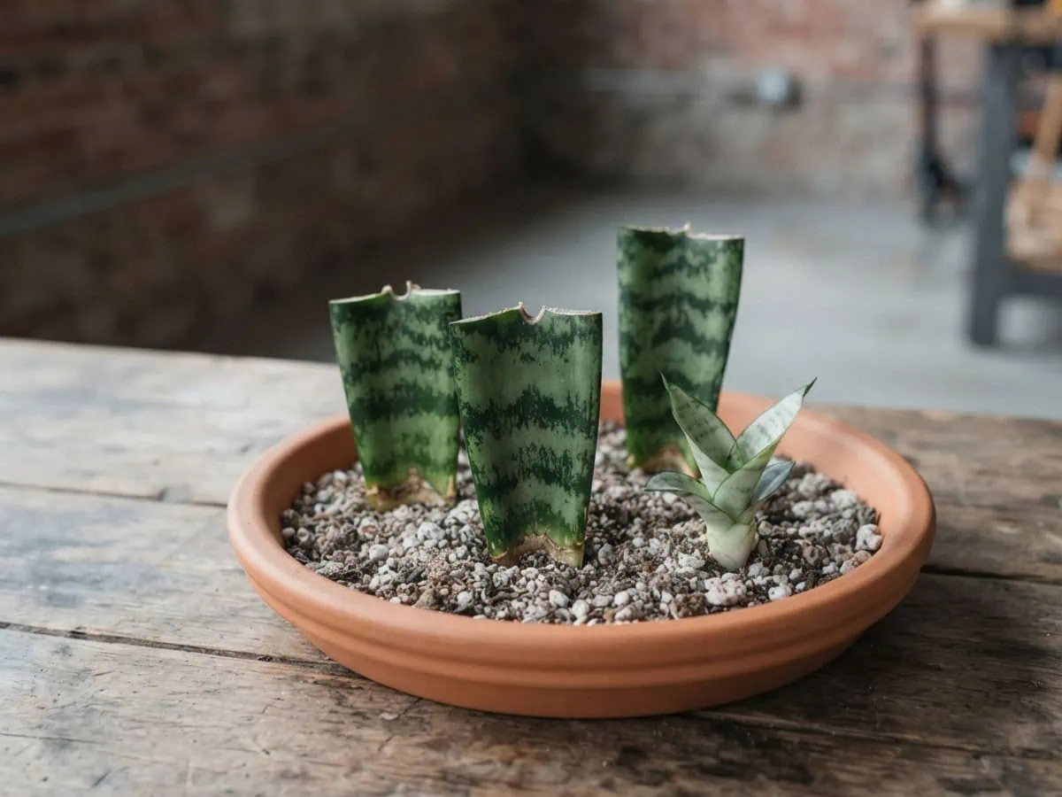 Close-up of snake plant leaf-section cuttings and a rooted pup in gritty mix, the no-roots way to replant and regrow.
