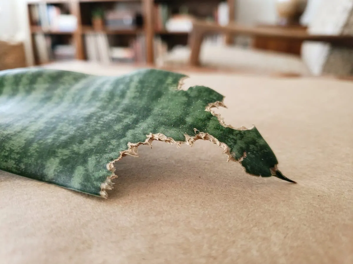 Macro of a snake plant leaf's ragged, pet-chewed edge -- the leaf piece to grab and show the vet.