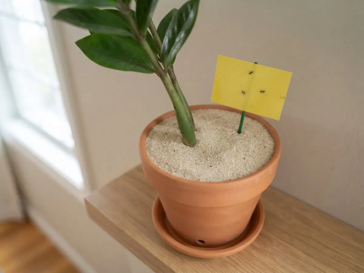 Close-up of a ZZ plant topsoil capped with coarse sand and a yellow sticky card to dry out the soil and stop fungus gnats.