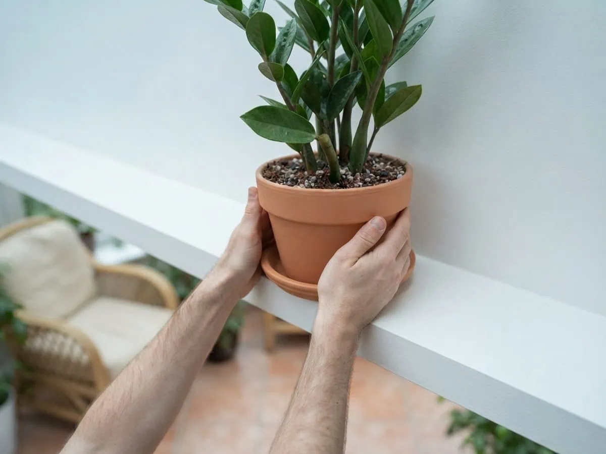 Bare hands setting a ZZ plant in a terracotta pot onto a high shelf, out of a curious pet's reach.