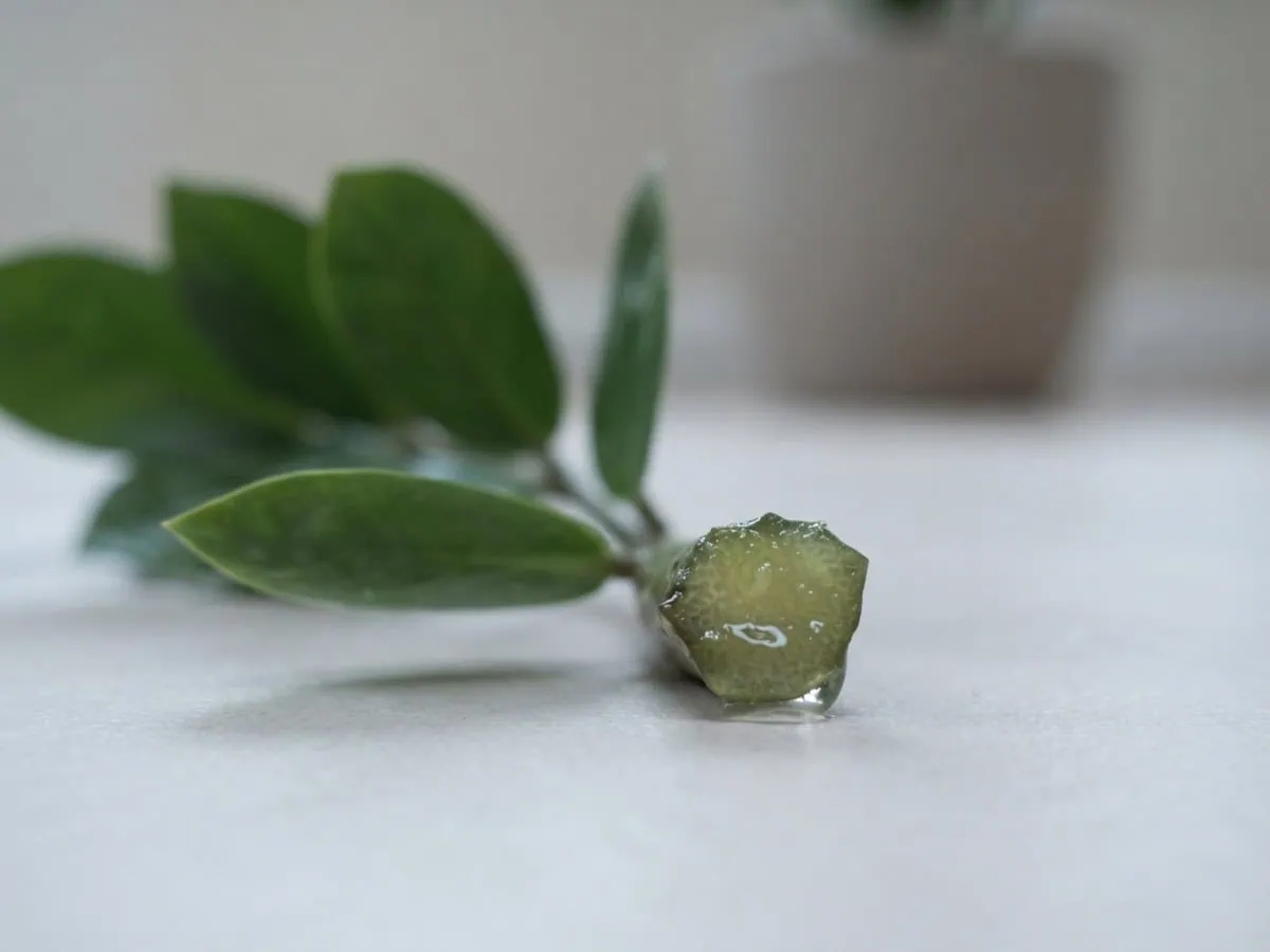Macro view of ZZ plant sap: the cut face of a freshly cut Zamioculcas zamiifolia leaflet stalk wet with clear sap.