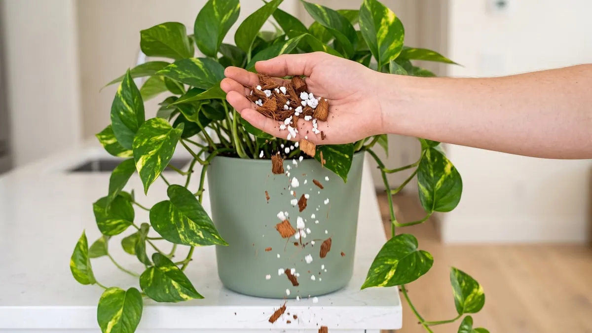 What is the best soil for a Pothos: a hand releasing mixed coir, bark and perlite, the particles falling loose.
