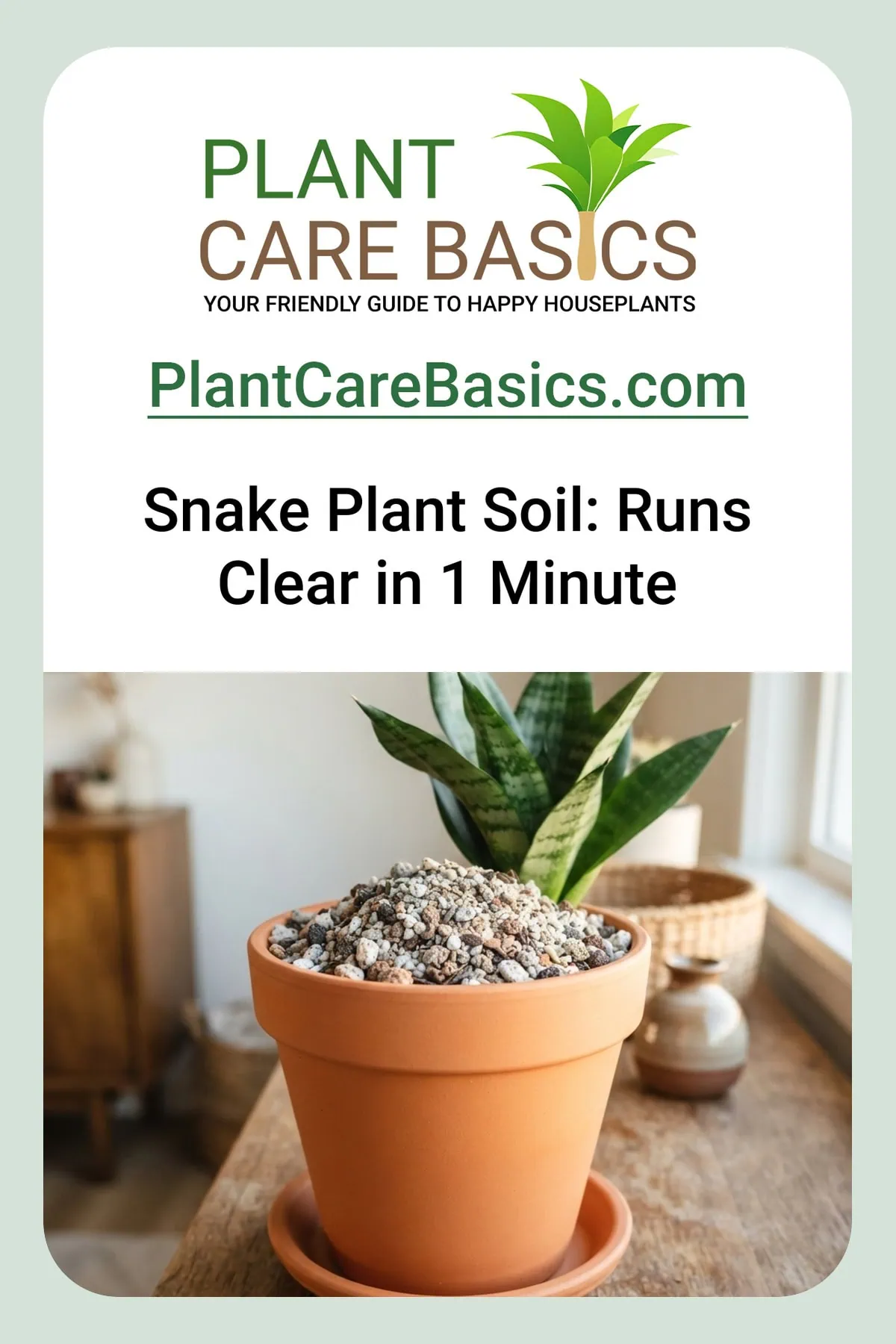 What is the best soil for a snake plant? A gritty, fast-draining mix, shown here beside a potted Dracaena trifasciata.