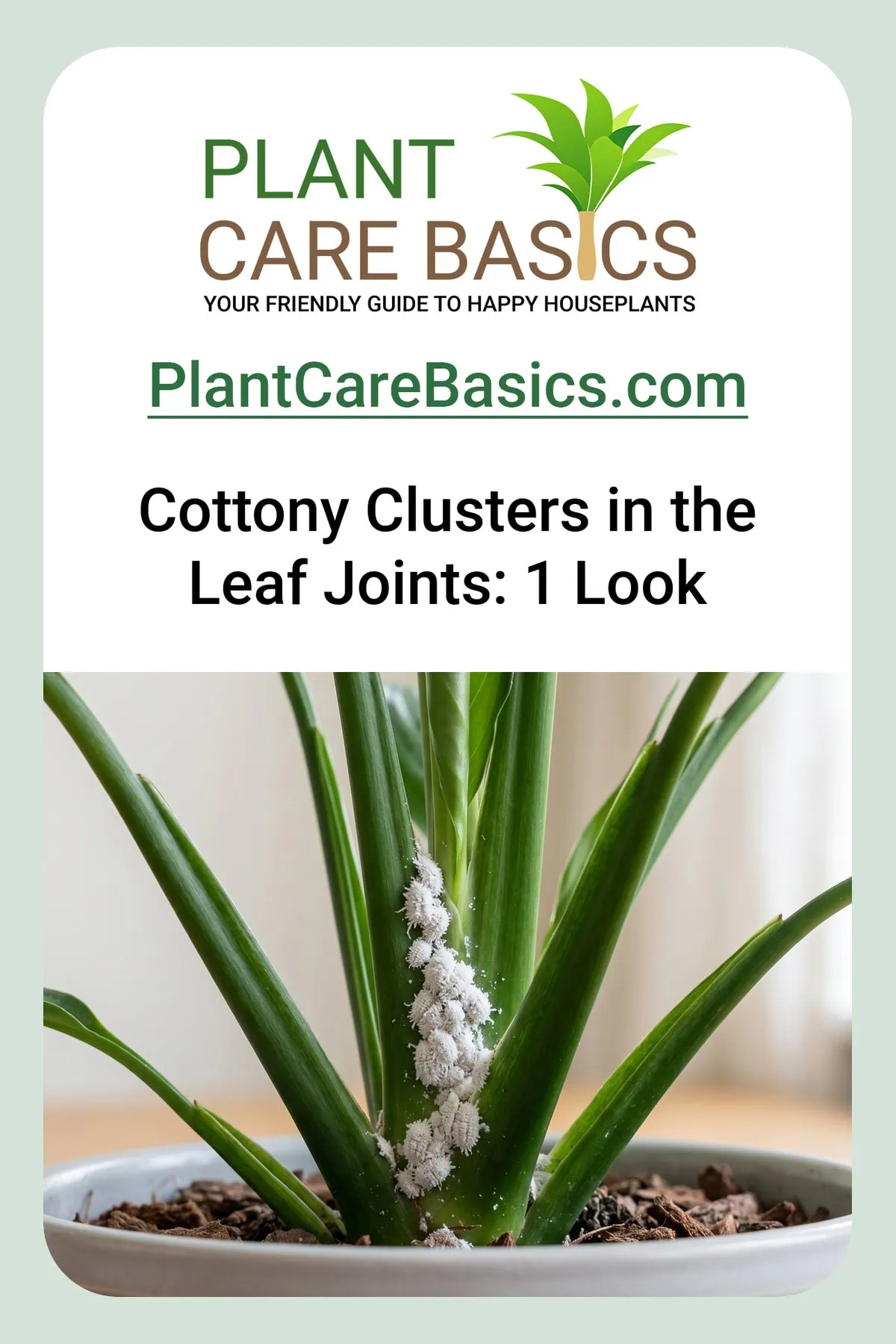 How to get rid of peace lily pests: white cottony clusters packed tight into the leaf joints of the clump.