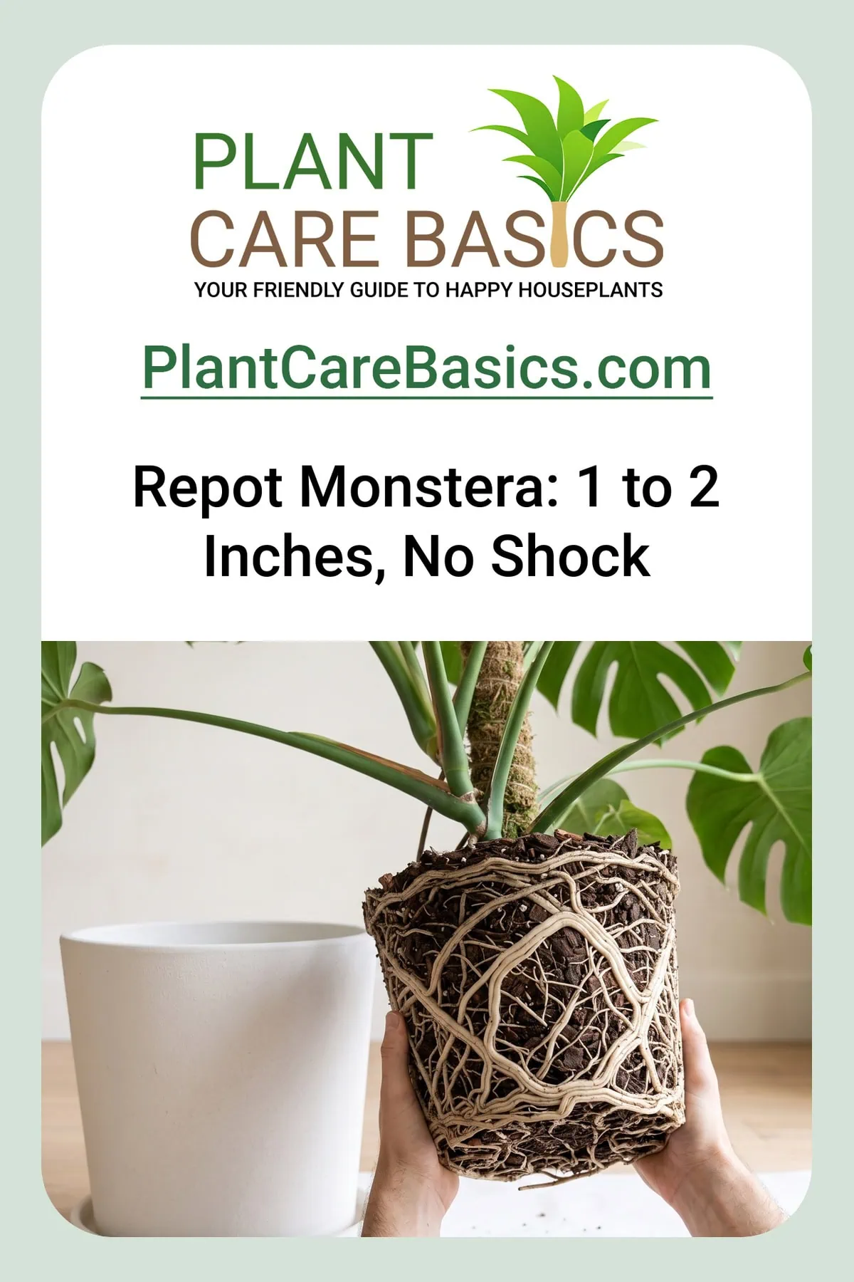 How and when to repot a Monstera deliciosa is read here: a pot-shaped root ball, pale roots circling.
