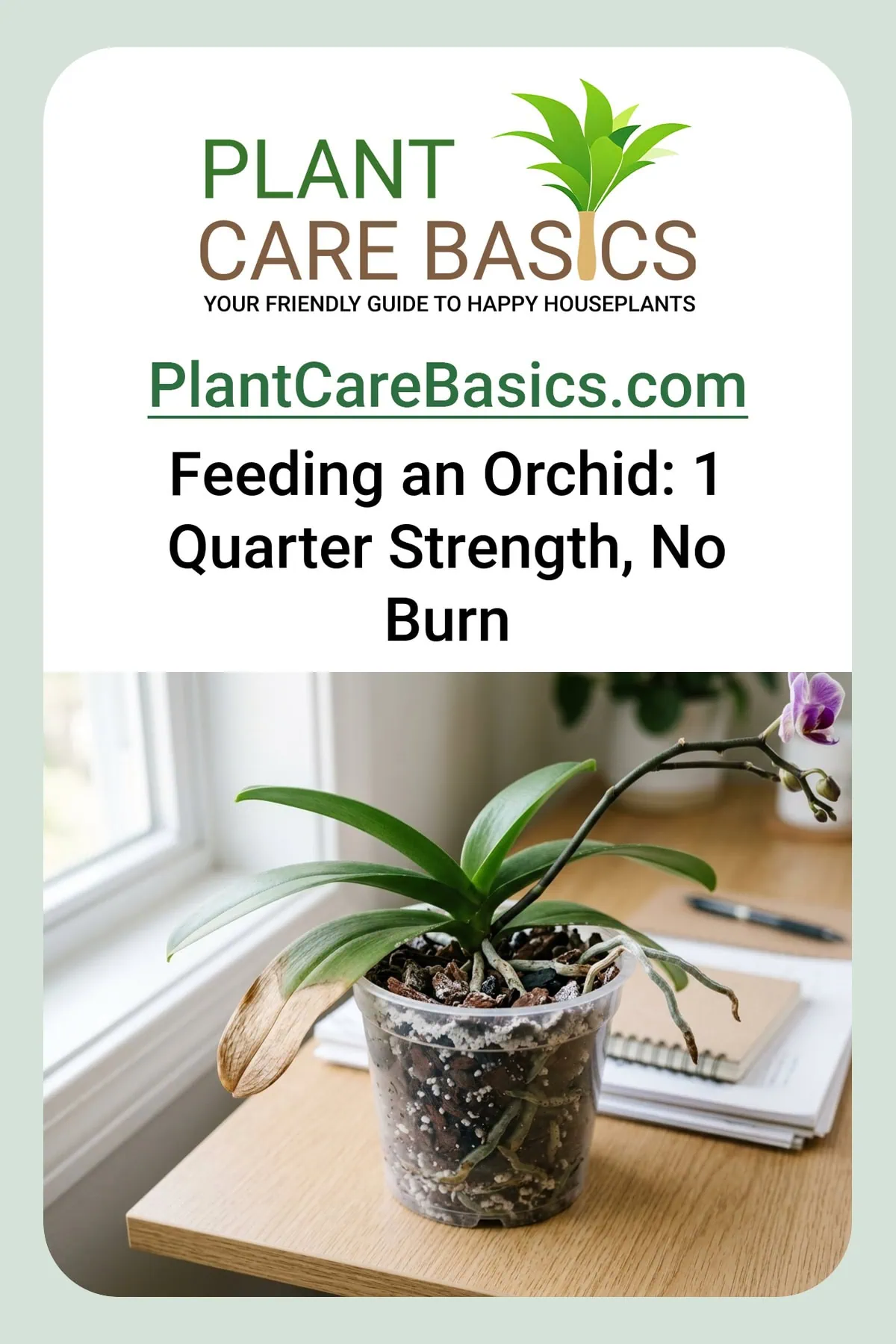 How to fertilize a Phalaenopsis orchid without fertilizer burn: a white salt crust on the bark and a scorched leaf tip.