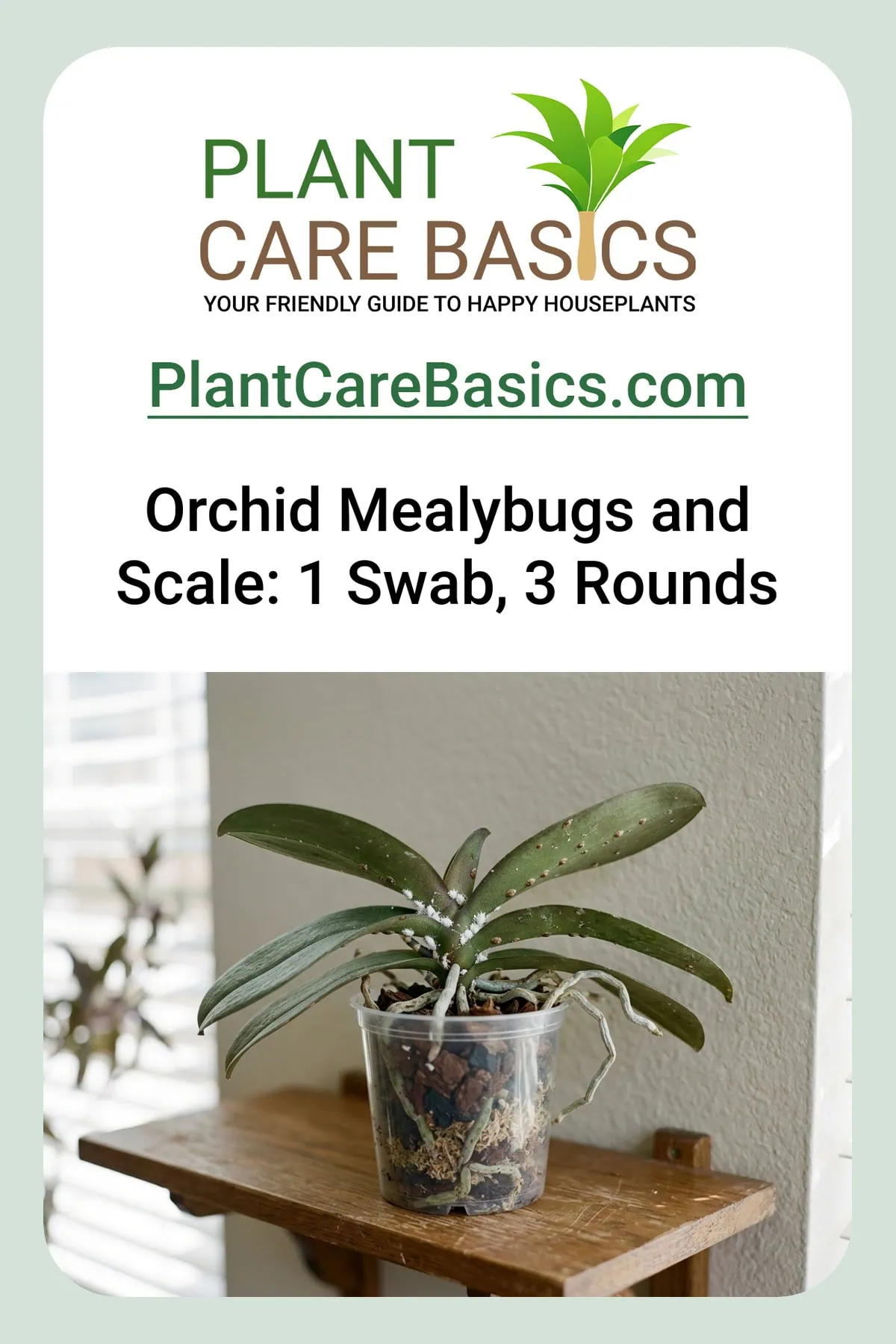 How to get rid of mealybugs and scale on Phalaenopsis orchids: cottony clusters on a moth orchid's leaf joints.