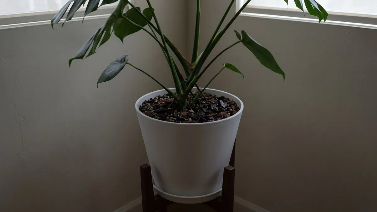 How much light does a Monstera deliciosa need? Here it sits in a dim corner, the mix still dark and wet.