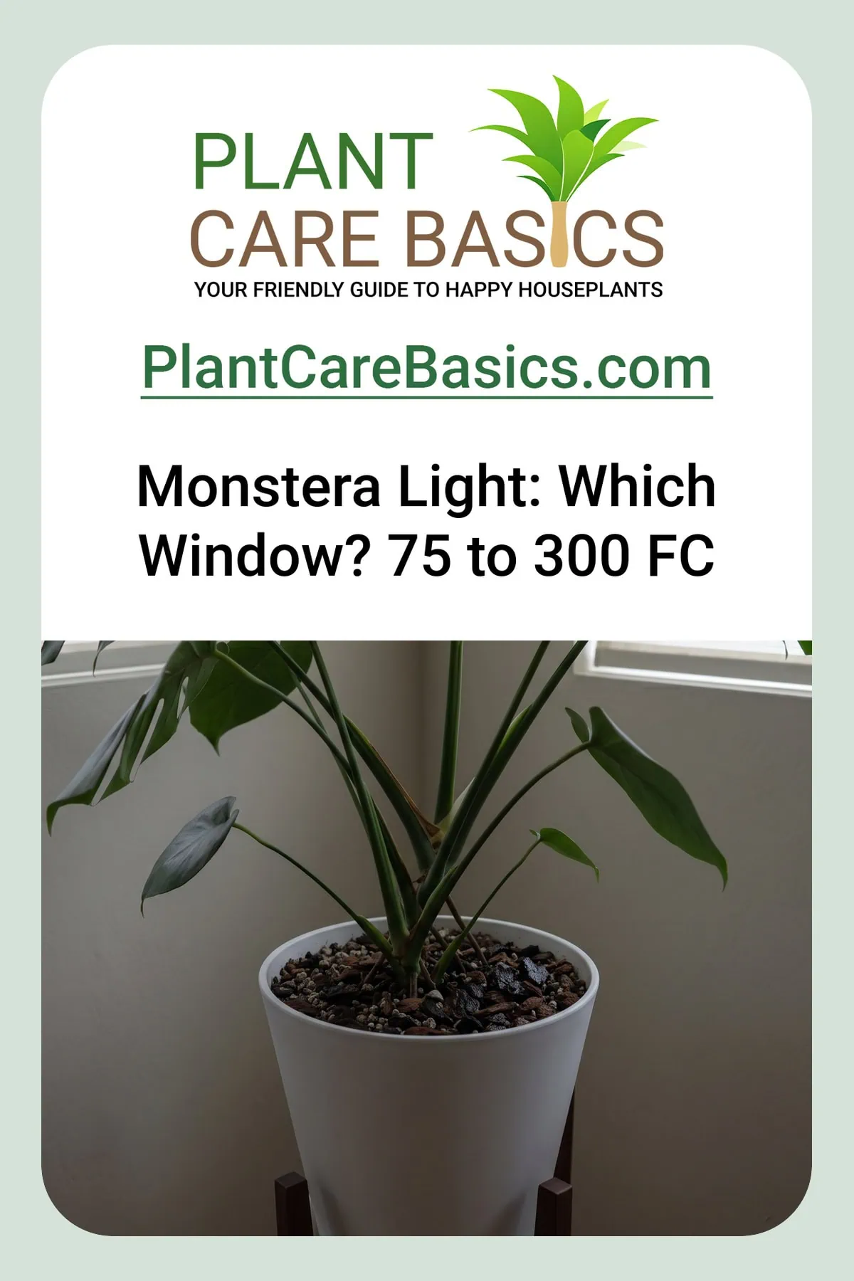 How much light does a Monstera deliciosa need? Here it sits in a dim corner, the mix still dark and wet.