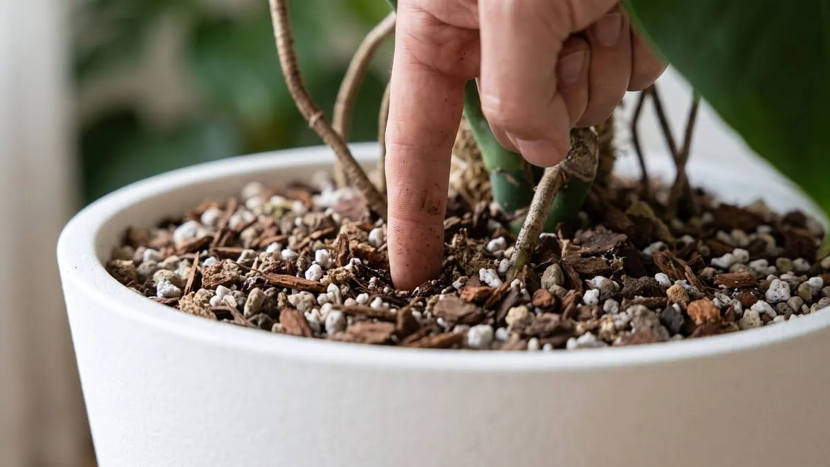 A finger pressed deep into the mix tests how often to water a Monstera deliciosa before the next drench.
