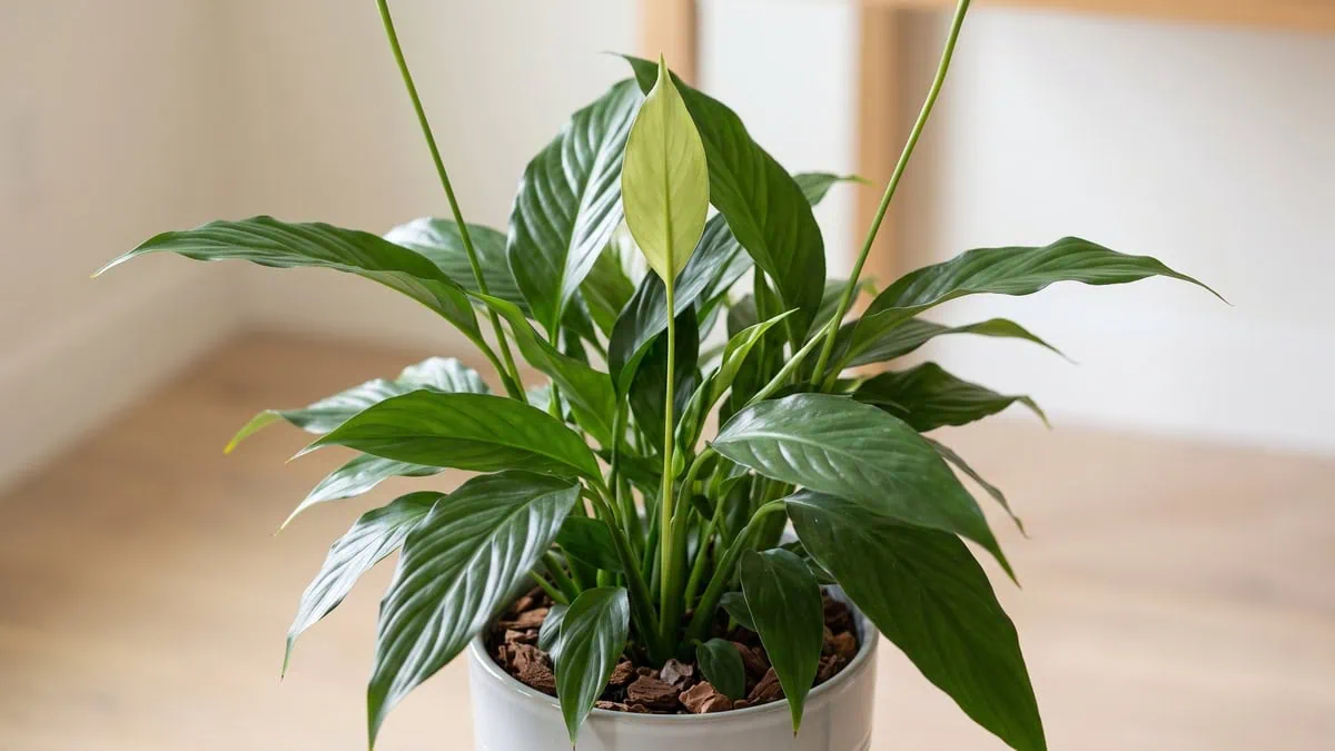 How to fix a leggy peace lily: long pale new blades standing out against the shorter deep green older ring.