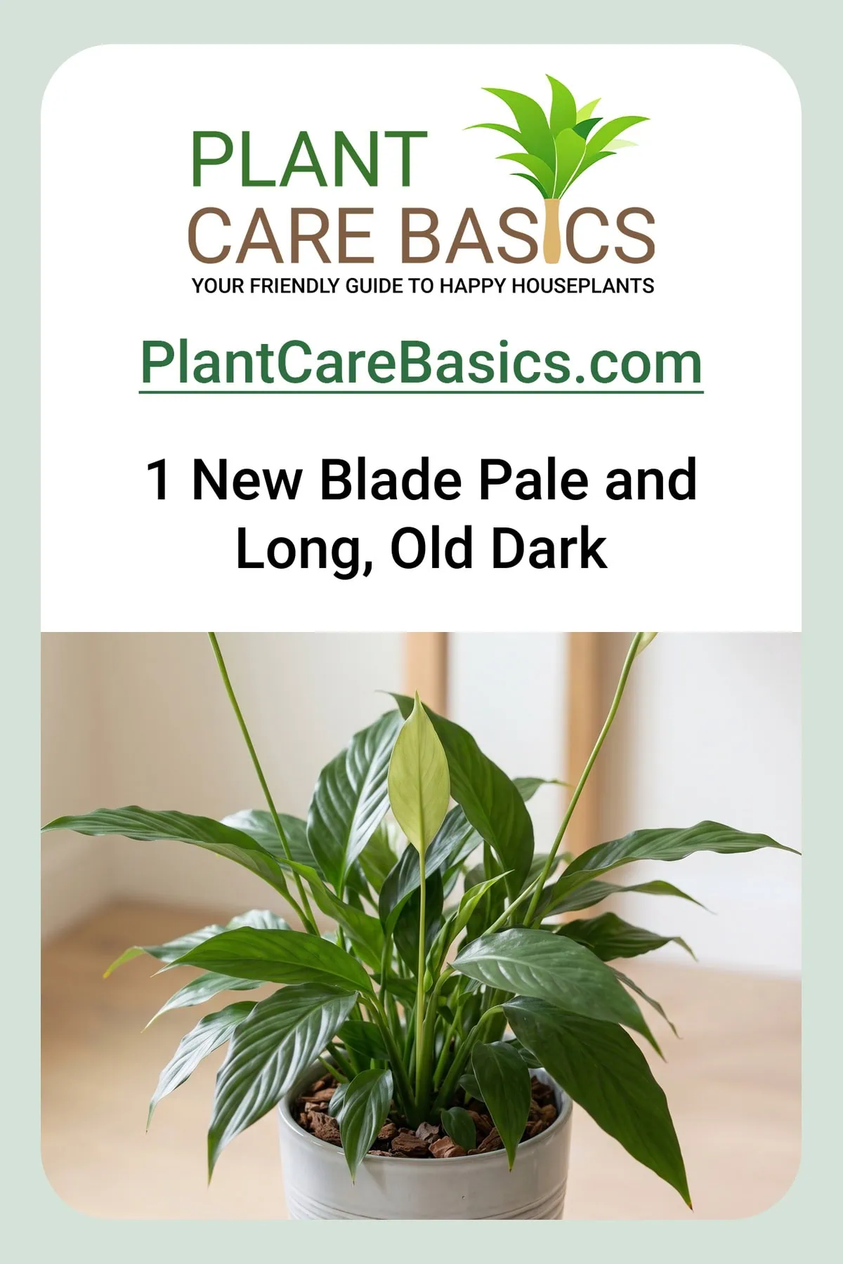 How to fix a leggy peace lily: long pale new blades standing out against the shorter deep green older ring.