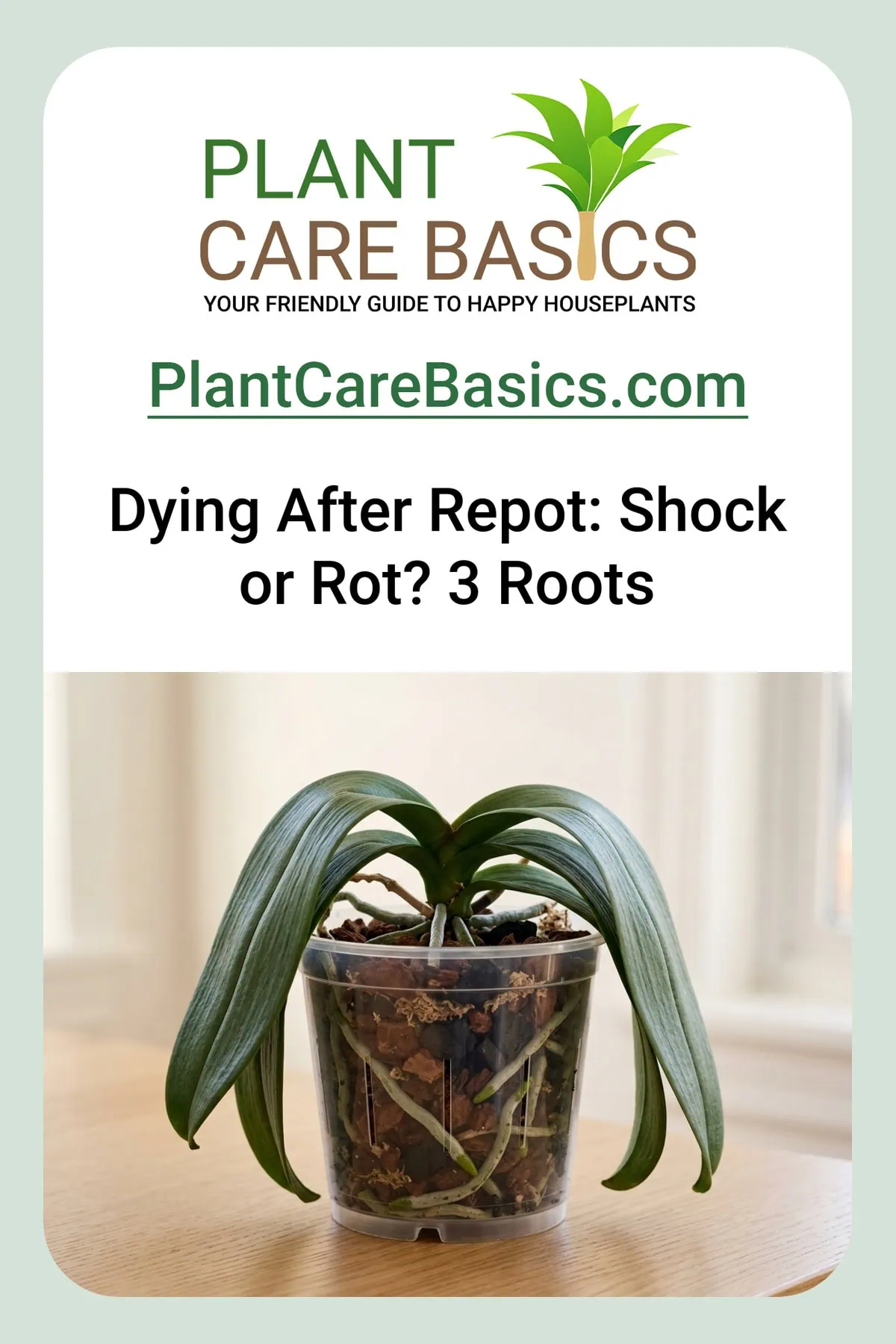 How to fix a Phalaenopsis orchid dying after repotting: limp leaves but firm silver velamen roots in a clear pot.