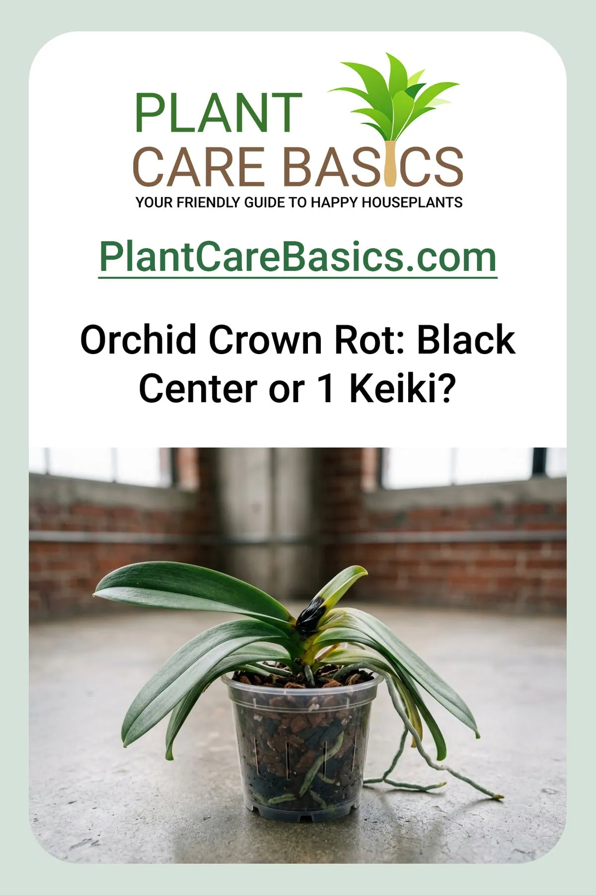 How to fix Phalaenopsis orchid crown rot — a moth orchid showing a black, water-soaked rotted crown center in a clear pot.