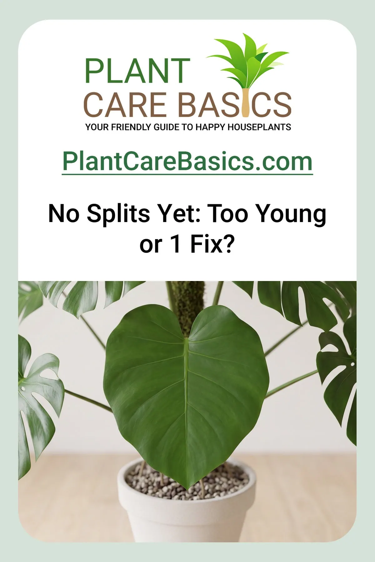 Why are my Monstera deliciosa leaves not splitting? One flat even green blade with no cut at all.
