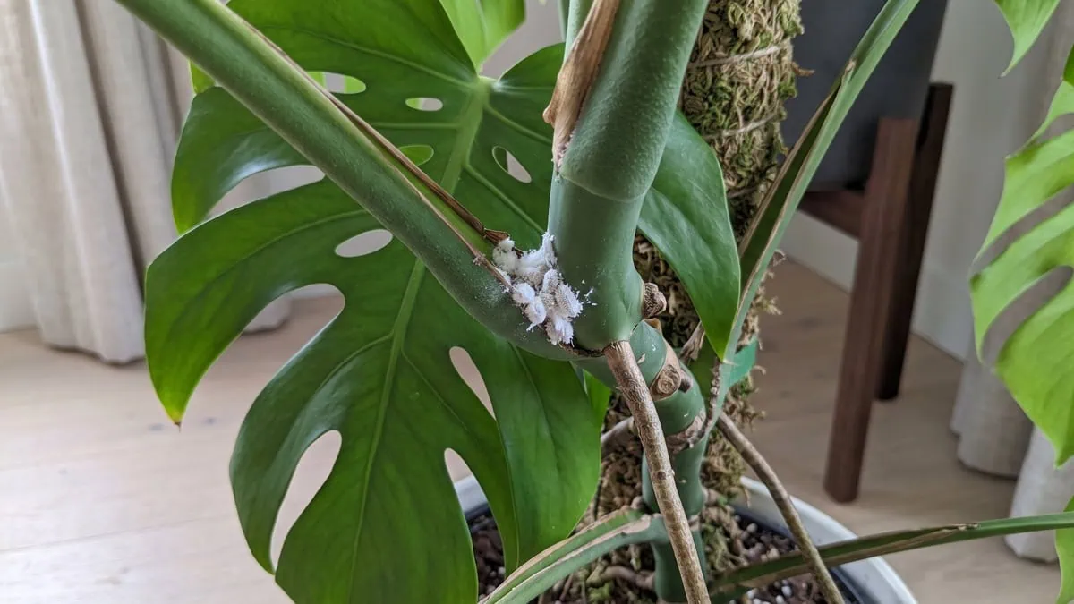 How to get rid of bugs on a Monstera deliciosa starts at the node, white cottony clusters wedged in.