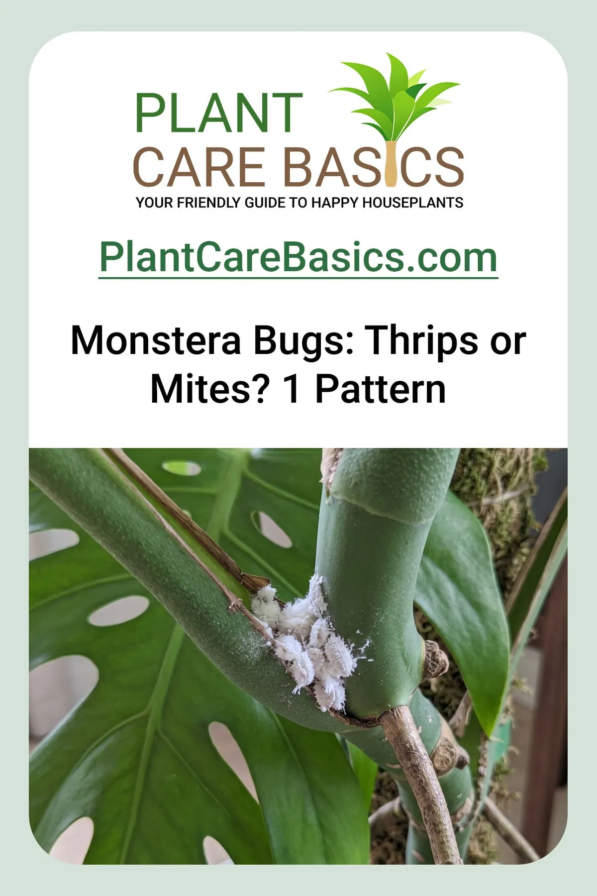 How to get rid of bugs on a Monstera deliciosa starts at the node, white cottony clusters wedged in.