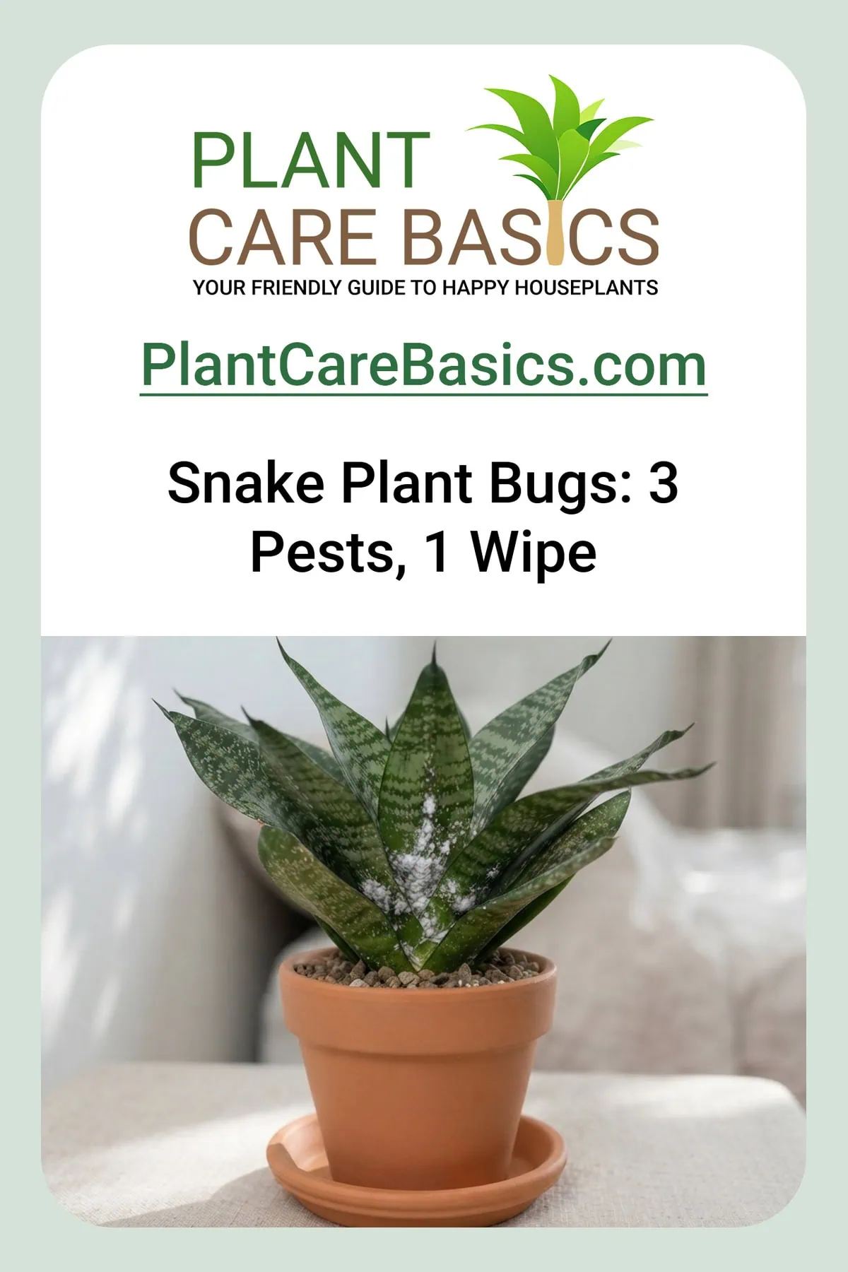 How to get rid of bugs on a snake plant: a Dracaena trifasciata with cottony mealybugs and pale stippling.