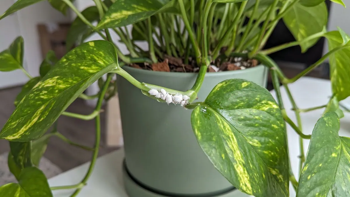 How to get rid of mealybugs on Pothos: a white waxy cluster lodged in a leaf axil on an undamaged stem.