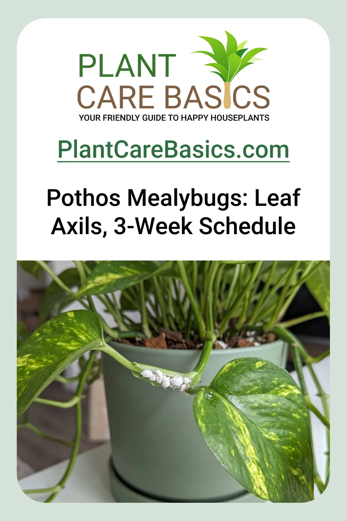 How to get rid of mealybugs on Pothos: a white waxy cluster lodged in a leaf axil on an undamaged stem.