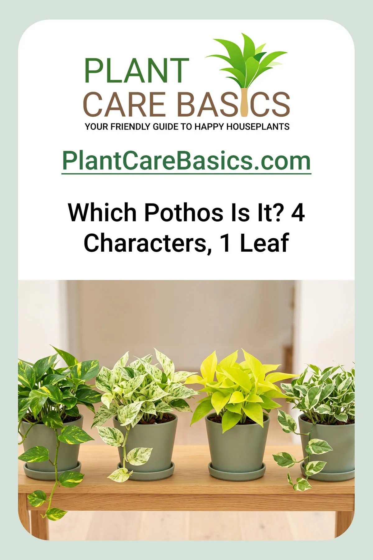 How to identify Pothos varieties: four whole potted plants side by side on one table, one of each kind.