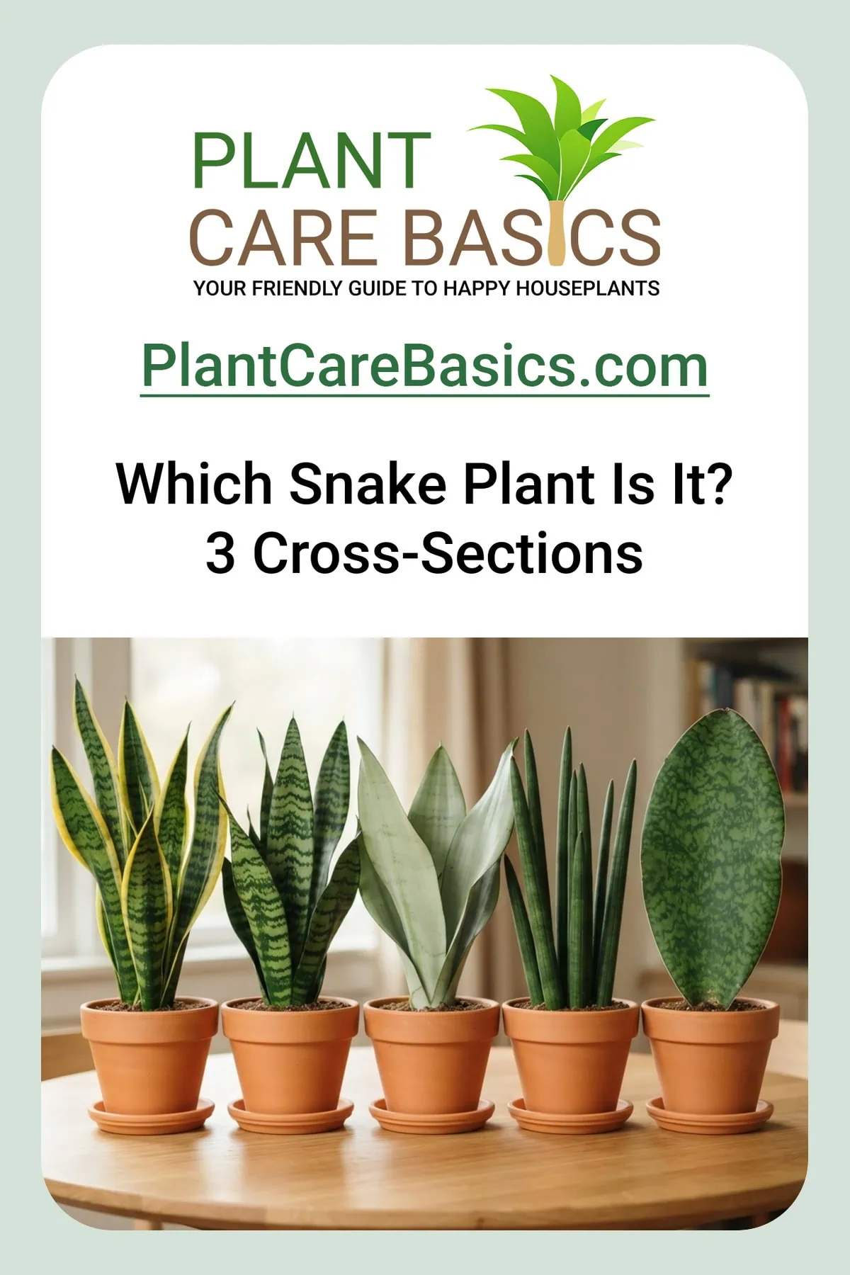 A lineup showing how to identify snake plant varieties, telling each Dracaena trifasciata type by leaf shape and margin.