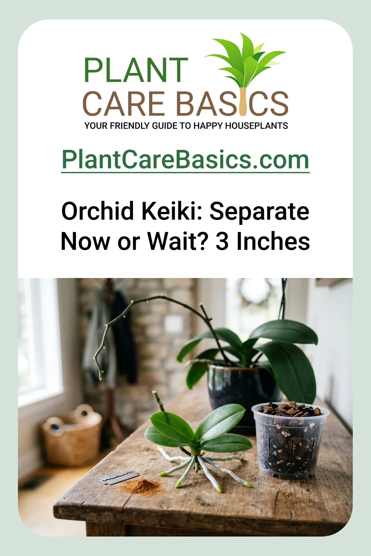 How to propagate a Phalaenopsis orchid from a keiki: a separated baby plantlet beside its new bark-filled clear pot.