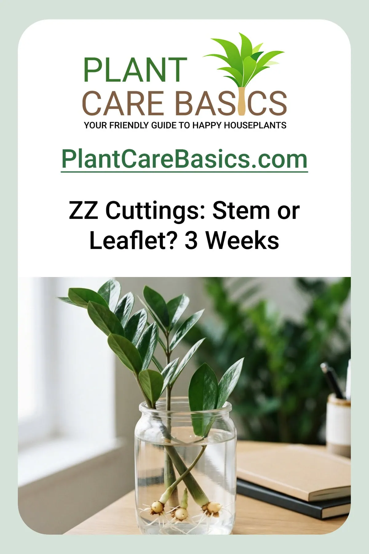 How to propagate a ZZ plant from cuttings, shown by Zamioculcas zamiifolia stems rooting in a clear glass of water.