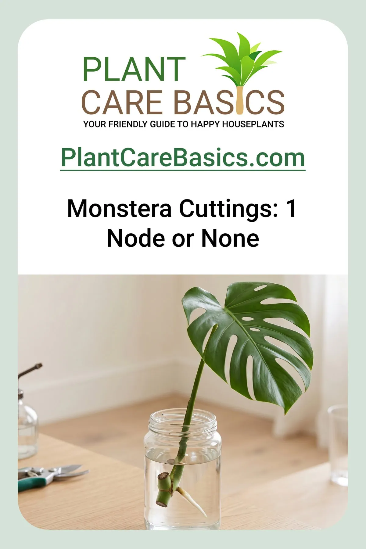 How to propagate a Monstera deliciosa from cuttings, shown in one glass: a node under water with a white root.