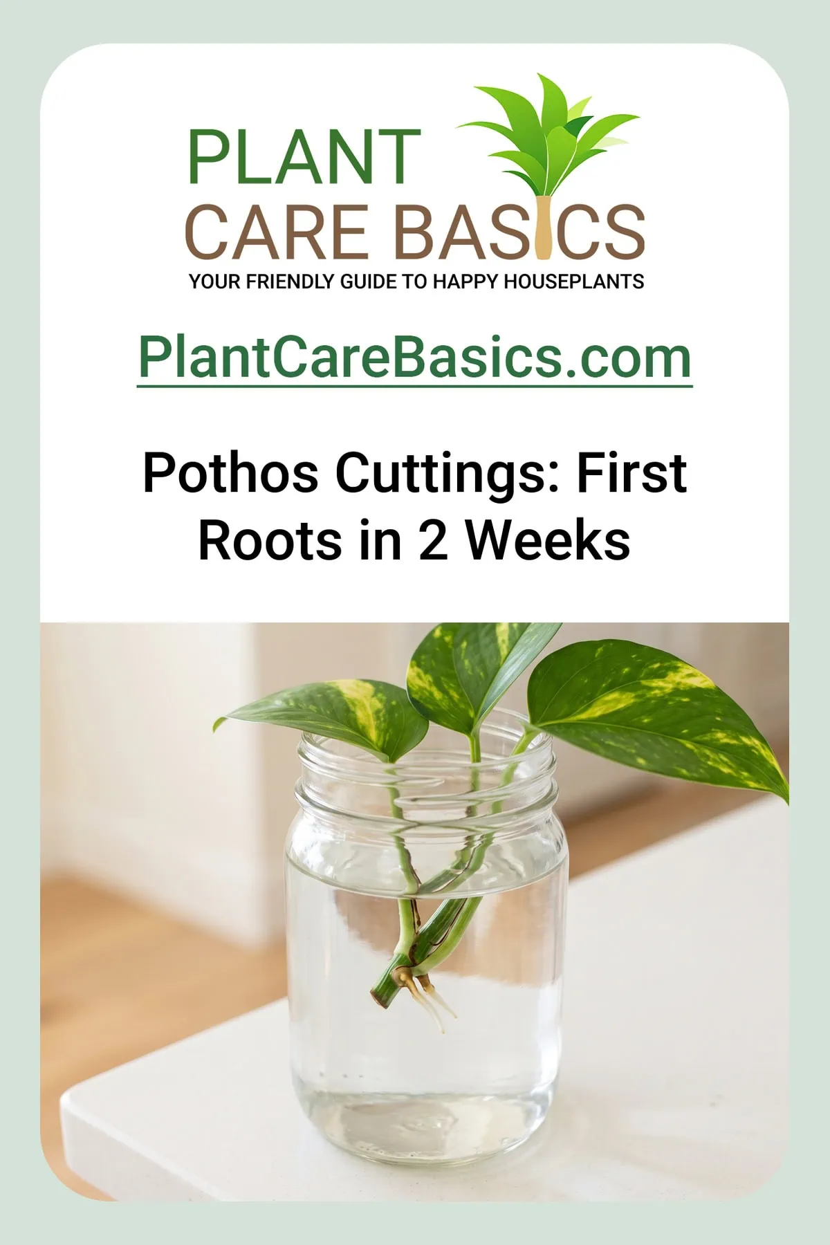 How to propagate Pothos from cuttings step by step: one cutting in water with first white roots at the node.