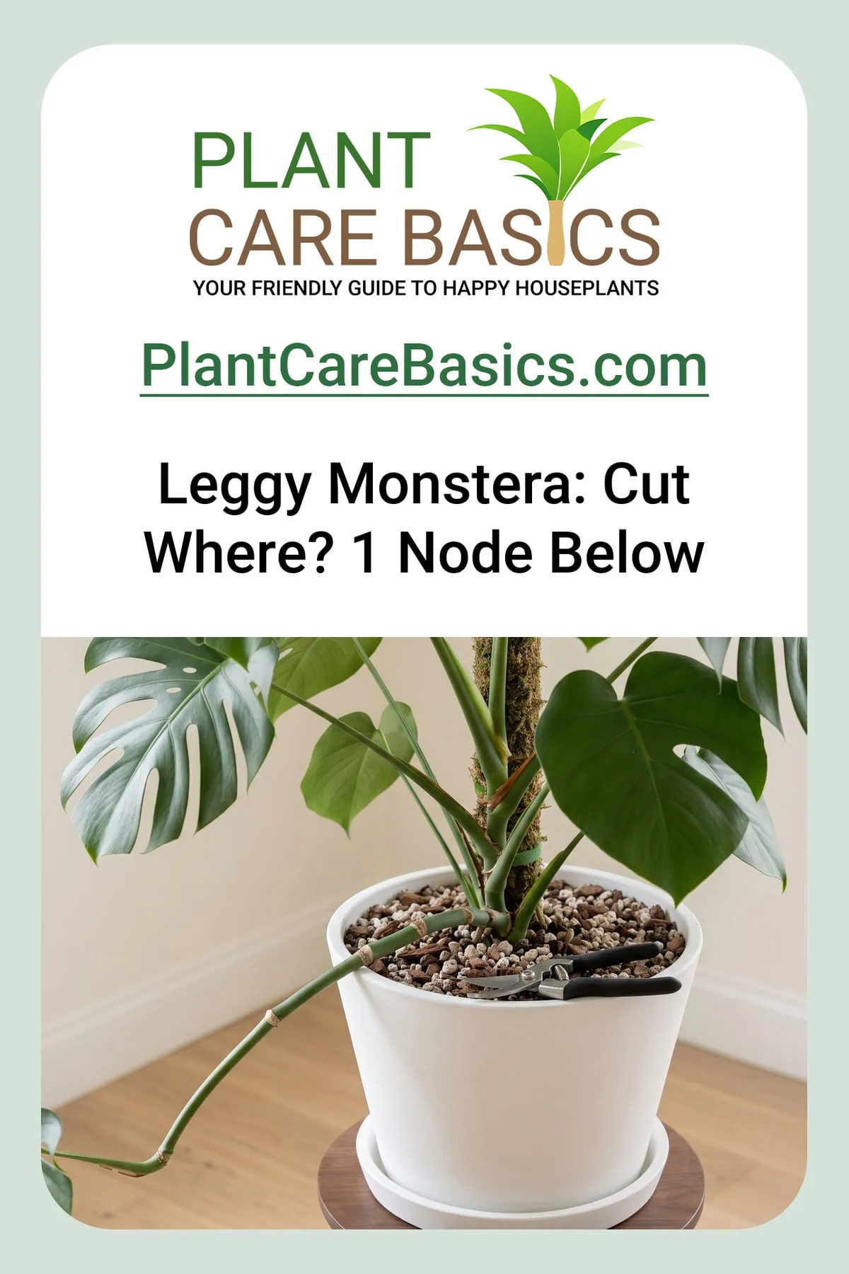 How to prune a leggy Monstera deliciosa shows in the stem: wide gaps between nodes, shears set aside.