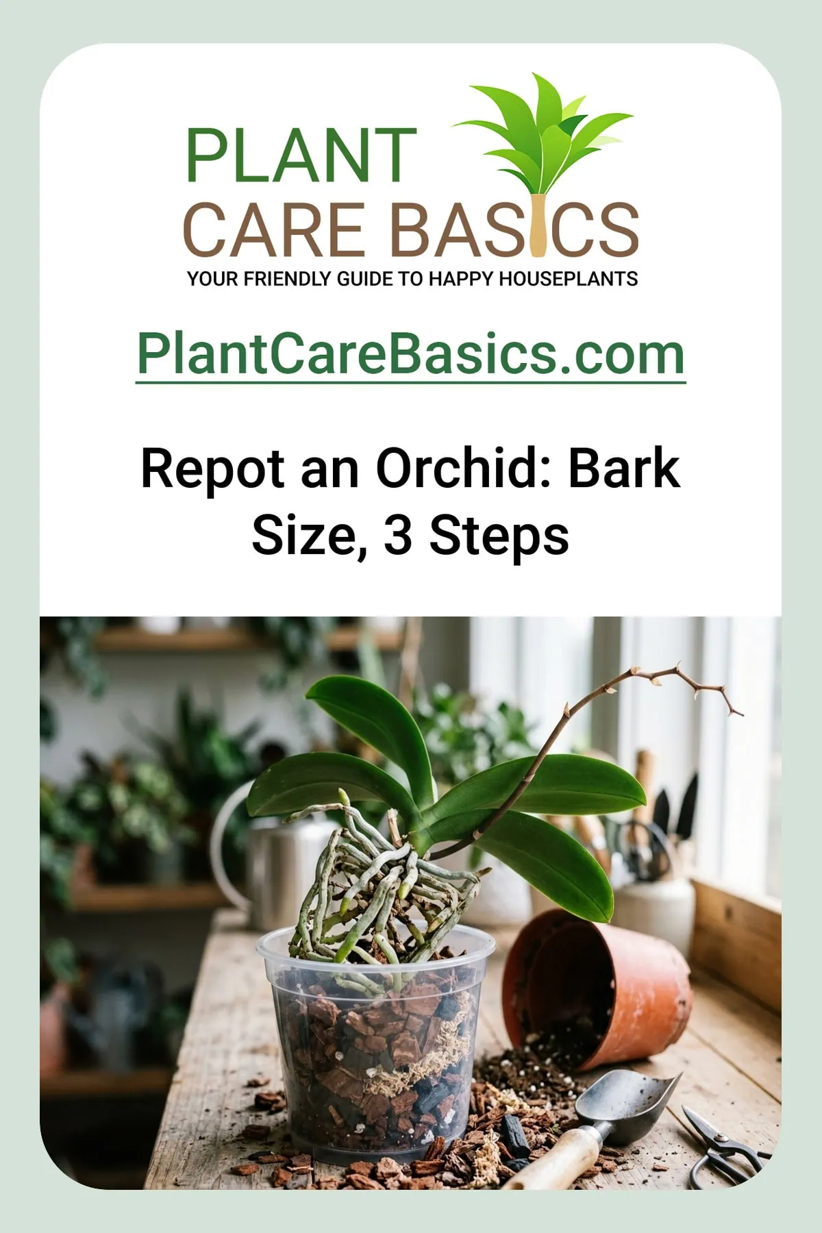 How to repot a Phalaenopsis orchid step by step: bare silver roots out of the old pot, over fresh bark in a clear pot.
