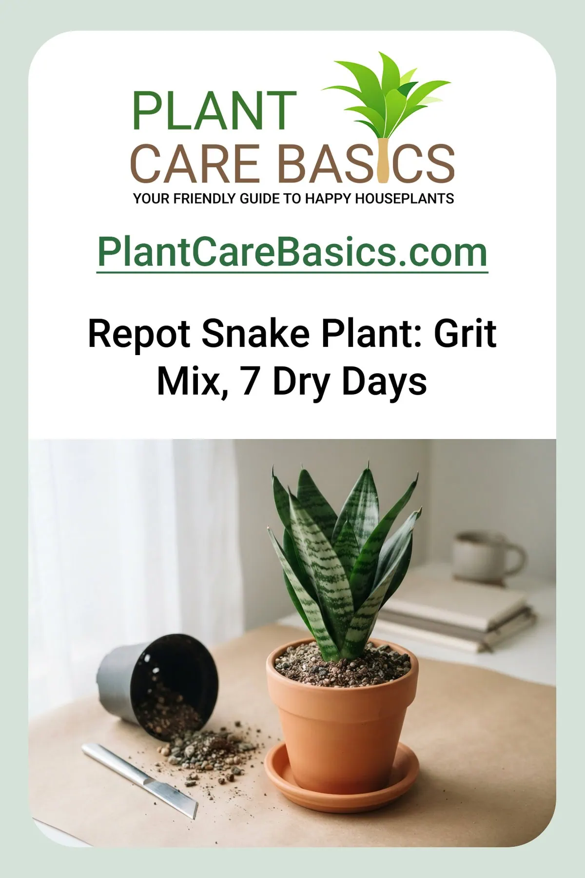 How to repot a snake plant without killing it: a Dracaena trifasciata eased into fresh gritty mix in a new terracotta pot.