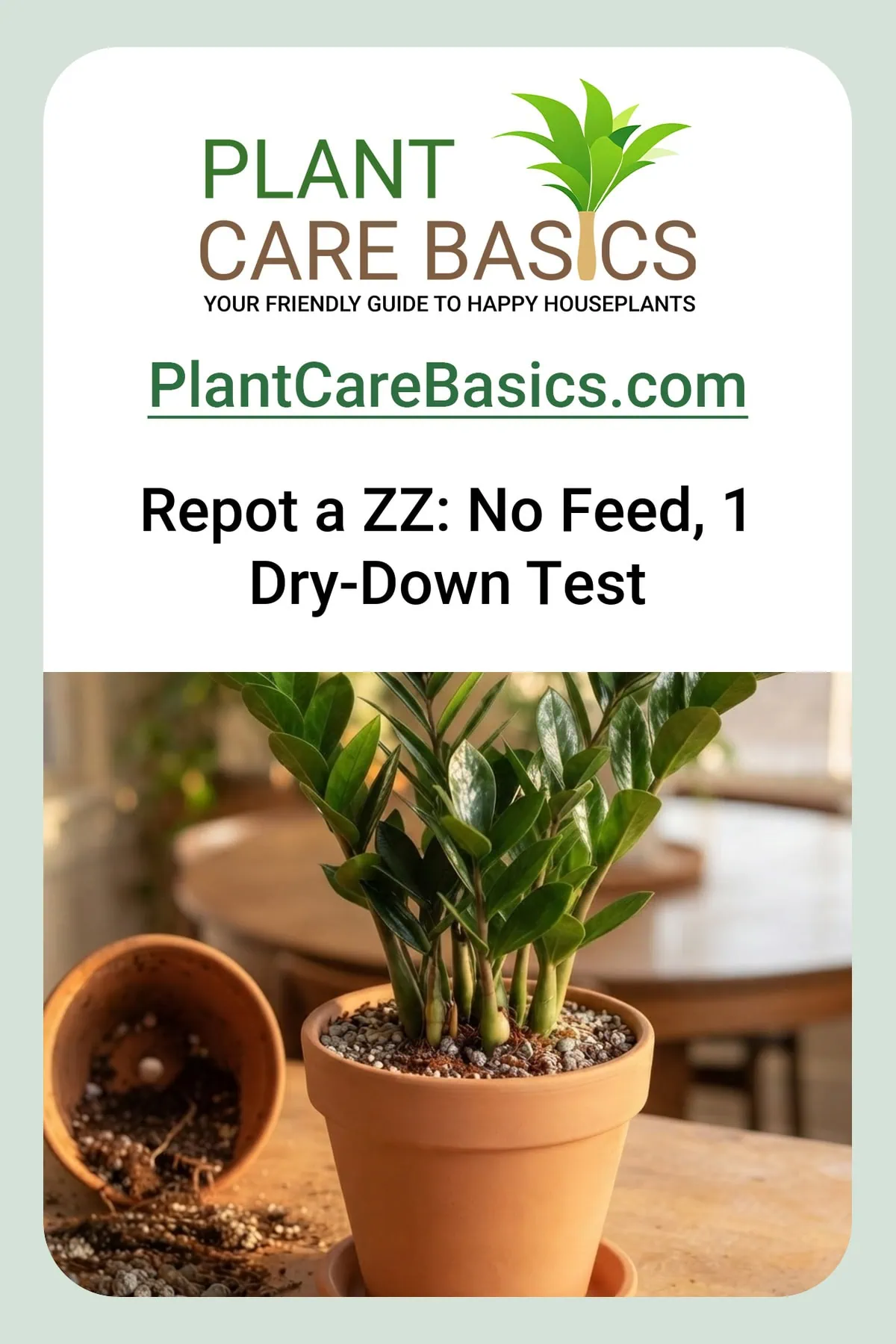 How to repot a ZZ plant without transplant shock: a Zamioculcas zamiifolia settled and centered in its new terracotta pot.