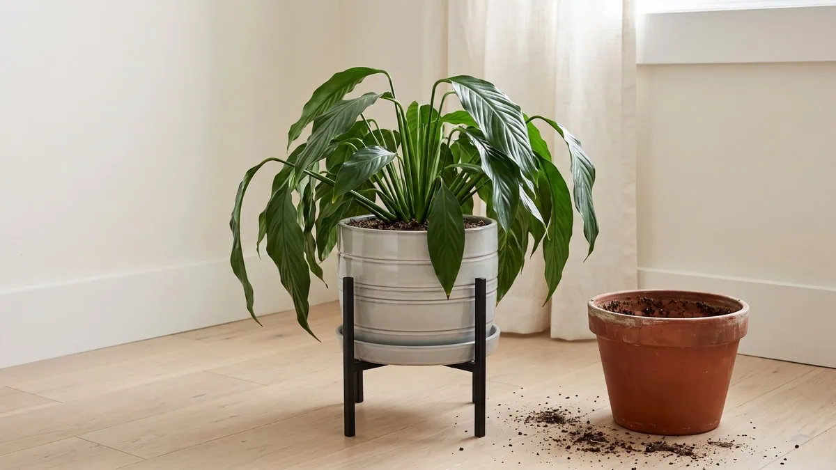 How to revive a peace lily after repotting: the clump limp and low straight after the move, old pot and spent mix beside it.