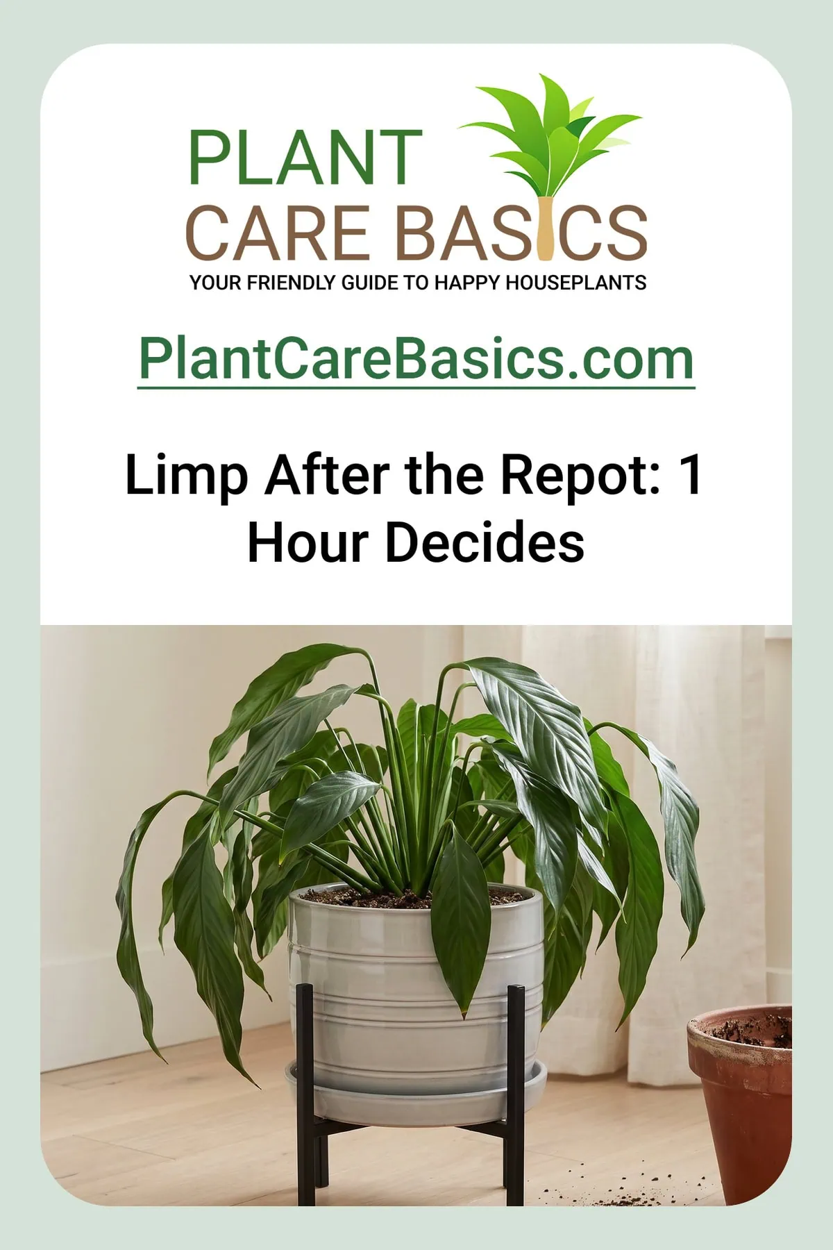 How to revive a peace lily after repotting: the clump limp and low straight after the move, old pot and spent mix beside it.